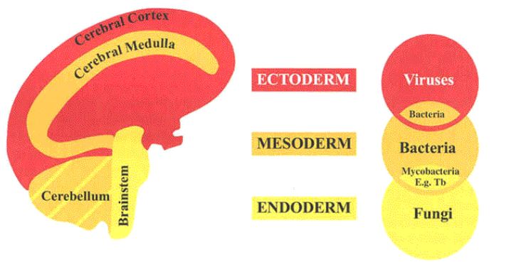 Germanic New Medicine By Dr Ryke Geerd Hamer Motherhealth Care And 